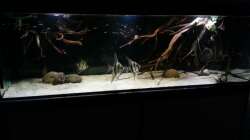 Aquarium Altum Wurzelbiotop