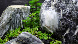 Pflanzen im Aquarium Iwagumipfütze