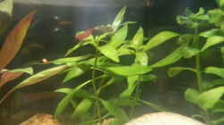 Pflanzen im Aquarium kleines Kleeblatt