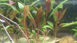 Pflanzen im Aquarium kleines Kleeblatt