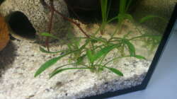 Cryptocoryne parva