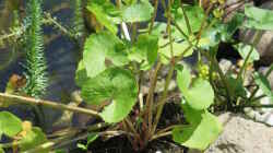 Verblühte Sumpfdotterblume (Caltha palustris)