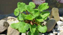 Sommerprimel (Primula florindae)