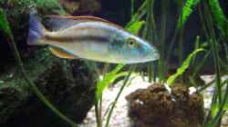 Dimidiochromis compressiceps Mann (Noch nicht ausgefärbt / ausgewachsen)
