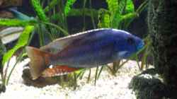 Nimbochromis fuscotaeniatus Mann