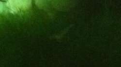 Mein erster Nachwuchs ca. 1mm