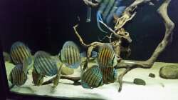 Besatz im Aquarium Wurzelbiotop 2 (Nur noch als Beispiel)