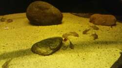 Besatz im Aquarium Wurzelbiotop 2 (Nur noch als Beispiel)