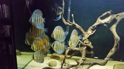 Besatz im Aquarium Wurzelbiotop 2 (Nur noch als Beispiel)