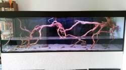 Aquarium Wurzelbiotop 2 (Nur noch als Beispiel)