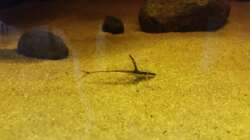 Besatz im Aquarium Wurzelbiotop 2 (Nur noch als Beispiel)