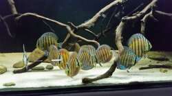 Besatz im Aquarium Wurzelbiotop 2 (Nur noch als Beispiel)