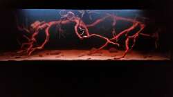 Aquarium Wurzelbiotop 2 (Nur noch als Beispiel)