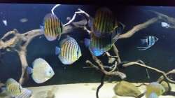 Besatz im Aquarium Wurzelbiotop 2 (Nur noch als Beispiel)