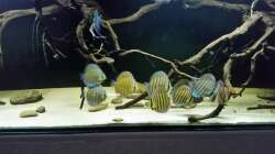 Besatz im Aquarium Wurzelbiotop 2 (Nur noch als Beispiel)