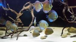 Besatz im Aquarium Wurzelbiotop 2 (Nur noch als Beispiel)