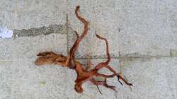 Dekoration im Aquarium Wurzelbiotop 2 (Nur noch als Beispiel)