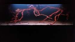Aquarium Wurzelbiotop 2 (Nur noch als Beispiel)