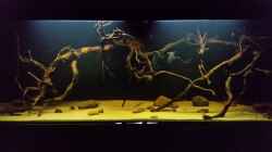 Aquarium Wurzelbiotop 2 (Nur noch als Beispiel)