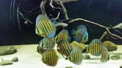 Besatz im Aquarium Wurzelbiotop 2 (Nur noch als Beispiel)