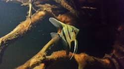 Besatz im Aquarium Wurzelbiotop 2 (Nur noch als Beispiel)