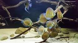 Besatz im Aquarium Wurzelbiotop 2 (Nur noch als Beispiel)