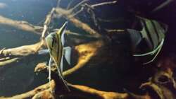 Besatz im Aquarium Wurzelbiotop 2 (Nur noch als Beispiel)