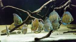 Besatz im Aquarium Wurzelbiotop 2 (Nur noch als Beispiel)