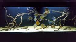 Aquarium Wurzelbiotop 2 (Nur noch als Beispiel)