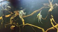 Besatz im Aquarium Wurzelbiotop 2 (Nur noch als Beispiel)