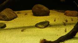 Besatz im Aquarium Wurzelbiotop 2 (Nur noch als Beispiel)