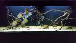 Aquarium Wurzelbiotop 2 (Nur noch als Beispiel)