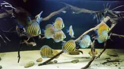 Besatz im Aquarium Wurzelbiotop 2 (Nur noch als Beispiel)