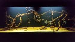 Aquarium Wurzelbiotop 2 (Nur noch als Beispiel)