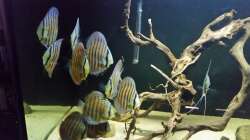 Besatz im Aquarium Wurzelbiotop 2 (Nur noch als Beispiel)