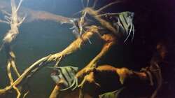 Besatz im Aquarium Wurzelbiotop 2 (Nur noch als Beispiel)