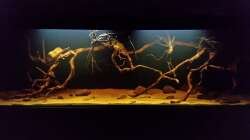 Aquarium Wurzelbiotop 2 (Nur noch als Beispiel)