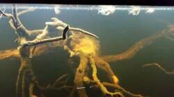 Besatz im Aquarium Wurzelbiotop 2 (Nur noch als Beispiel)