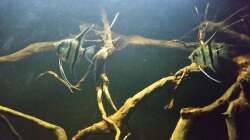 Besatz im Aquarium Wurzelbiotop 2 (Nur noch als Beispiel)