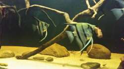 Besatz im Aquarium Wurzelbiotop 2 (Nur noch als Beispiel)