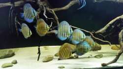 Aquarium Wurzelbiotop 2 (Nur noch als Beispiel)