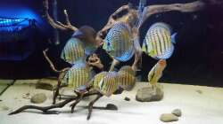 Besatz im Aquarium Wurzelbiotop 2 (Nur noch als Beispiel)