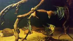 Besatz im Aquarium Wurzelbiotop 2 (Nur noch als Beispiel)