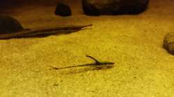 Besatz im Aquarium Wurzelbiotop 2 (Nur noch als Beispiel)