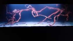 Aquarium Wurzelbiotop 2 (Nur noch als Beispiel)