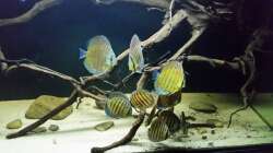 Besatz im Aquarium Wurzelbiotop 2 (Nur noch als Beispiel)