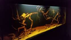 Aquarium Wurzelbiotop 2 (Nur noch als Beispiel)