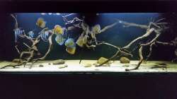 Aquarium Wurzelbiotop 2 (Nur noch als Beispiel)