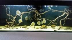 Aquarium Wurzelbiotop 2 (Nur noch als Beispiel)