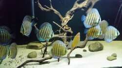 Besatz im Aquarium Wurzelbiotop 2 (Nur noch als Beispiel)